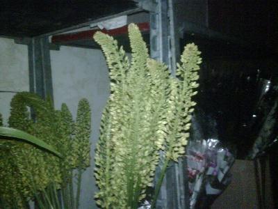 eremurus